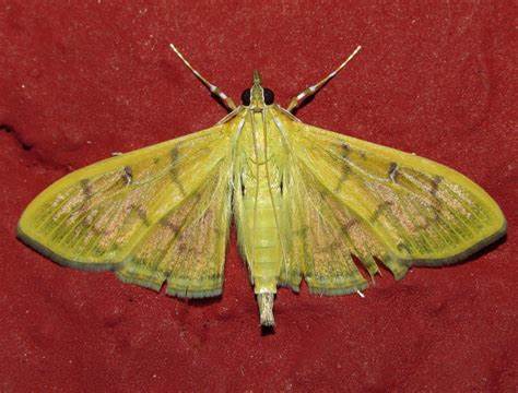  p>角翅野螟, a target="_blank" href="/item/螟蛾科/6244151" data