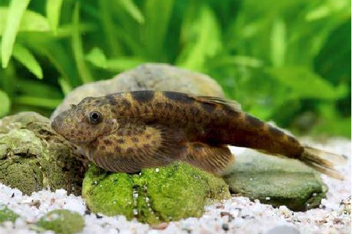 四川华吸鳅指名亚种