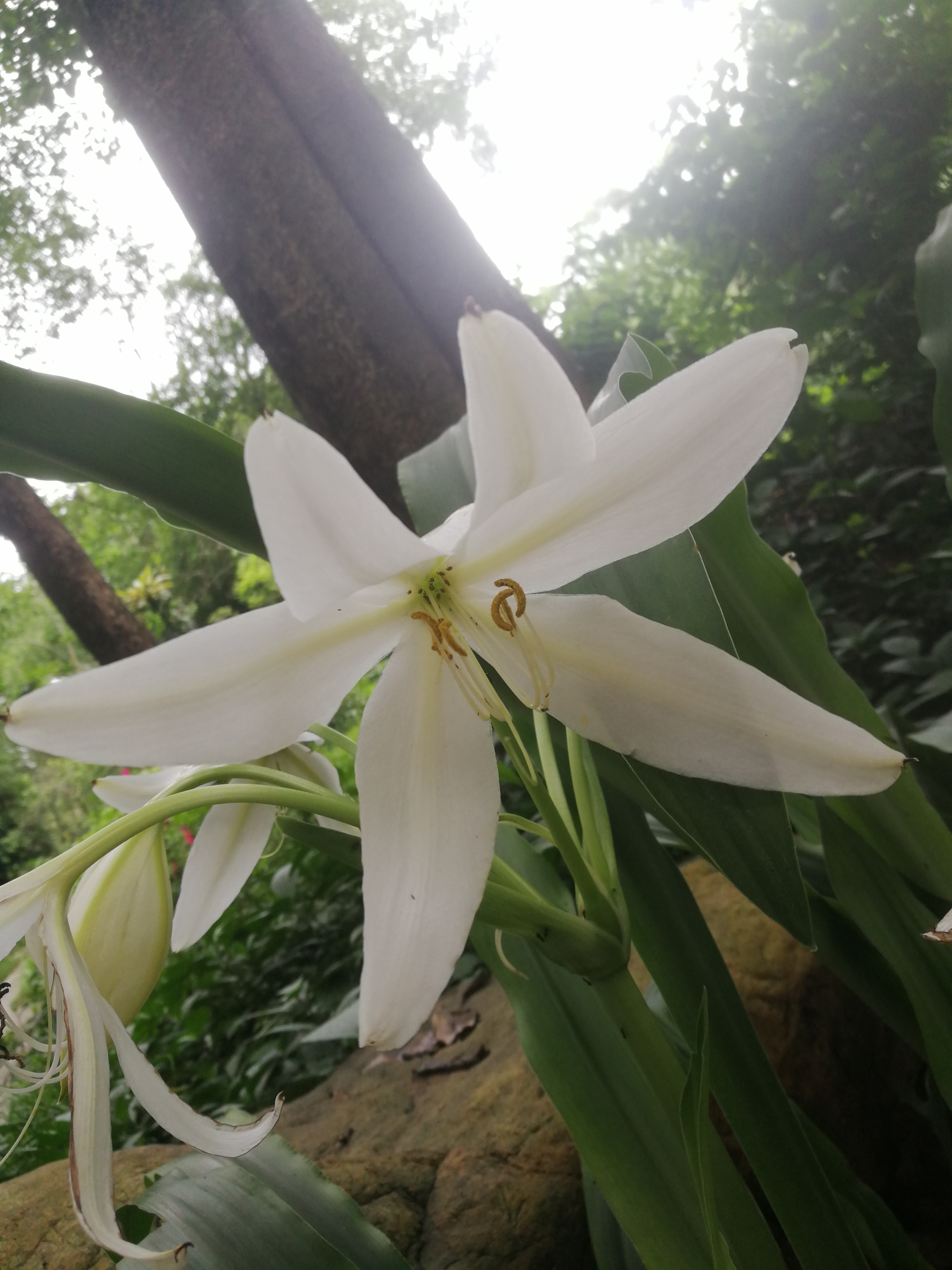  p data-id="tb840iexlmfj">香殊兰是石蒜科文殊兰属多年生球根花卉.