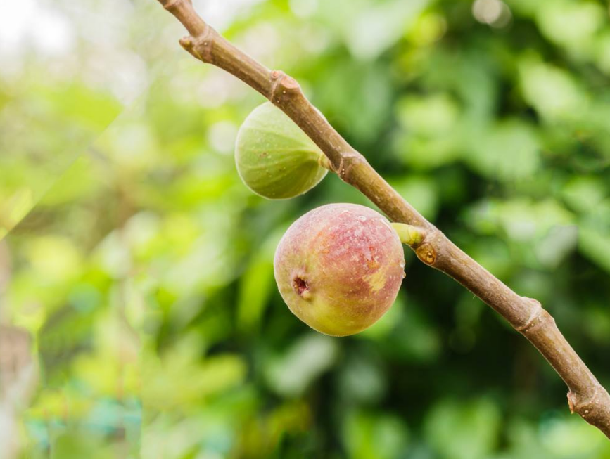  p>无花果(学名: i>ficus carica  /i>linn.)是桑科,榕属植物.