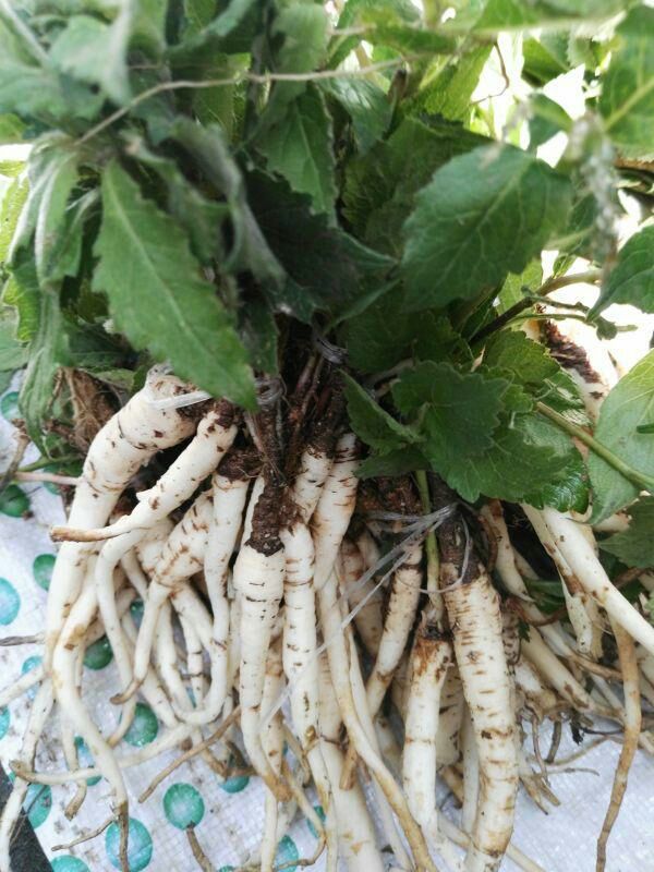  p data-id="gnbhwanmpm">泡参,是桔梗科沙参属的多年生草本植物.