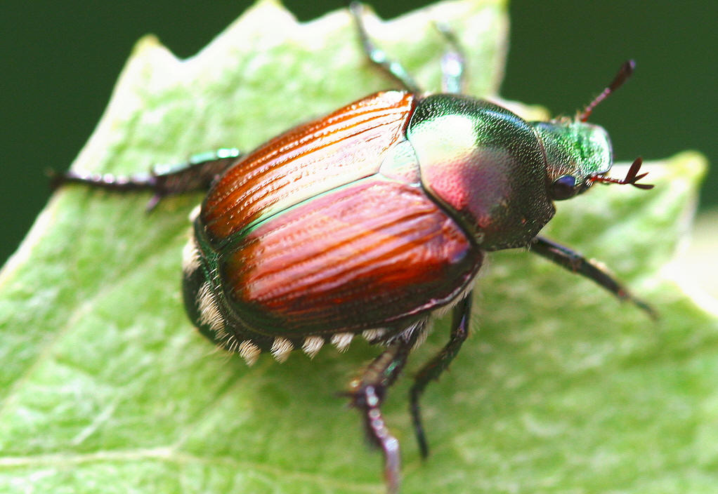  p>隆背喙丽金龟是 a target="_blank" href="/item/丽金龟科/5468798