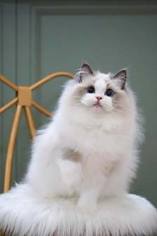 布偶猫图片