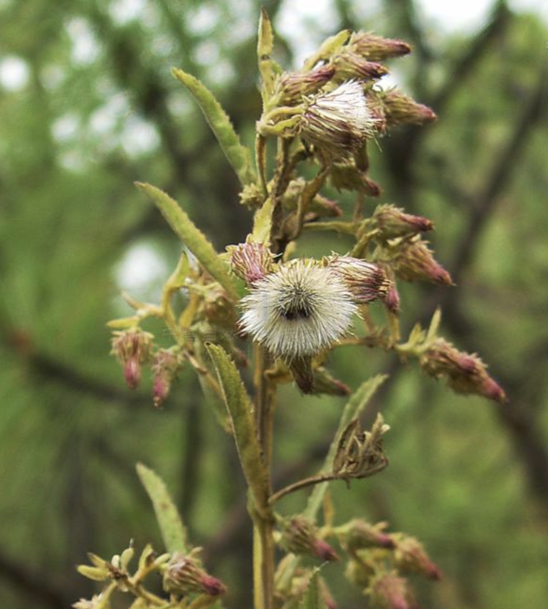  p data-id="taefz8bjvcjj">翼齿六棱菊,是菊科六棱菊属的多年生草本