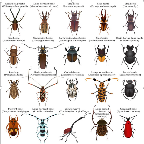 甲虫 不是路人甲 而是实力象征 百科ta说