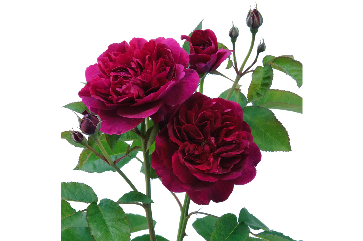 达西·巴赛尔 i>(darcey bussell) /i>是大卫·奥斯汀公司培育的月季