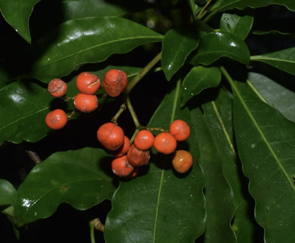  p>催吐萝芙木(学名: i>rauvolfia vomitoria /i> afzel.