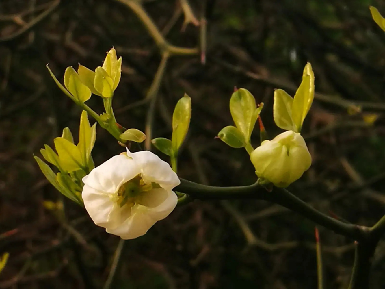 枳（芸香科柑橘属植物）_百度百科