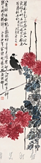 菊花八哥