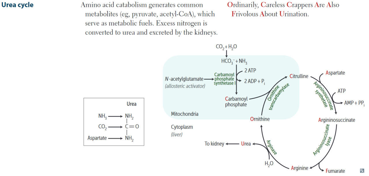 尿素循环。图源First AID for the USMLE