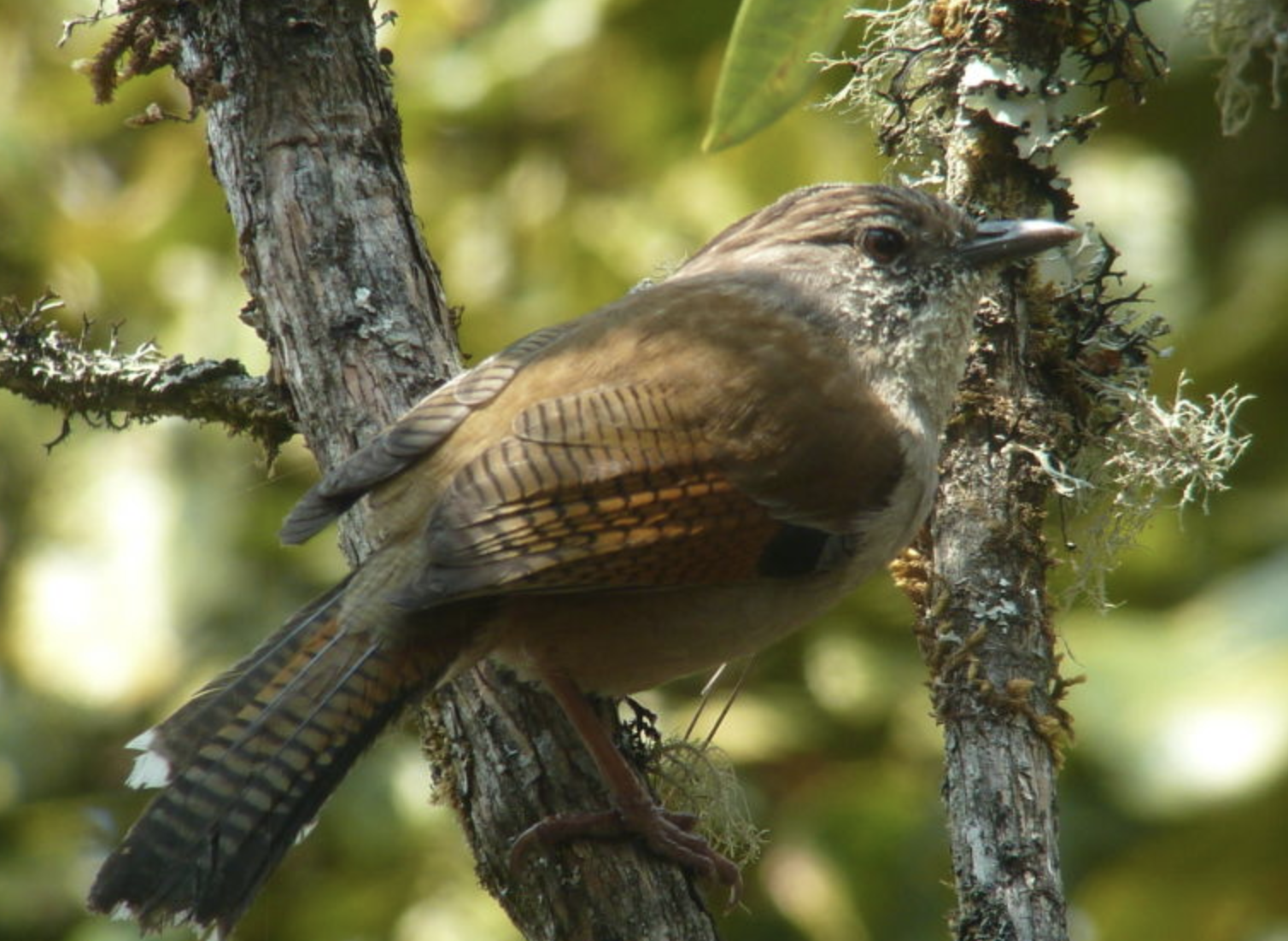 actinodura nipalensis