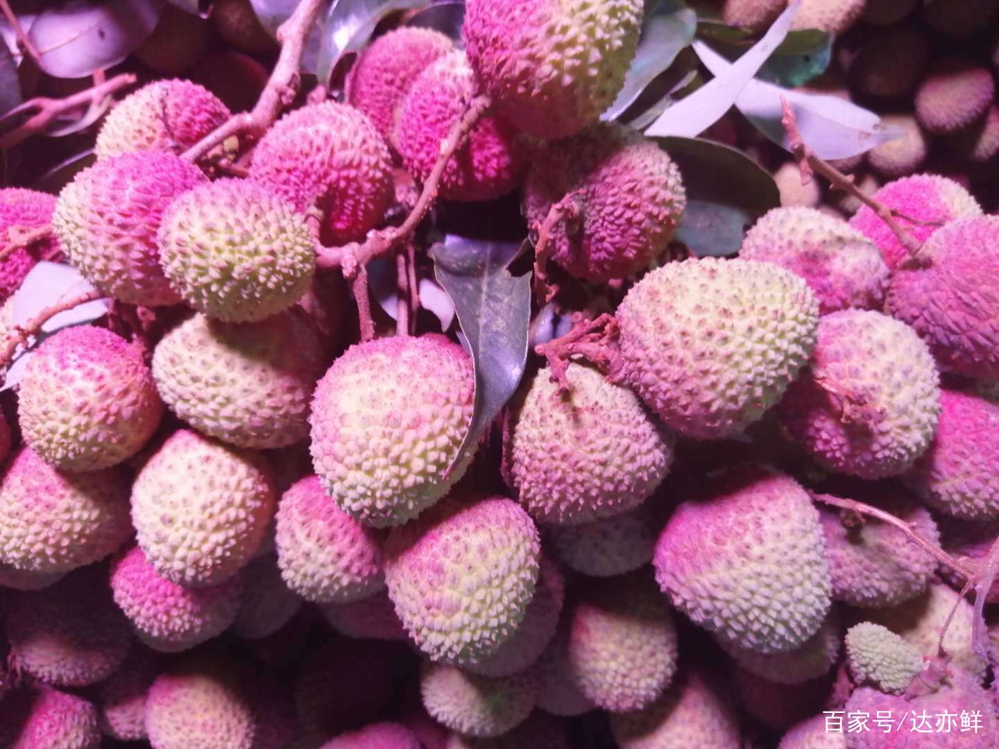中国荔枝哪里最出名？中国荔枝哪里好吃最多，中国荔枝之乡_百科TA说