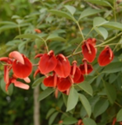  p>鸡冠刺桐(学名: i>erythrina crista-galli /i> linn.