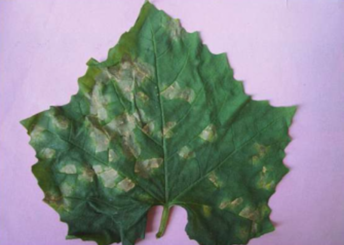  p>丝瓜霜霉病是由古巴假霜霉引起的,发生在 a target="_blank" href=