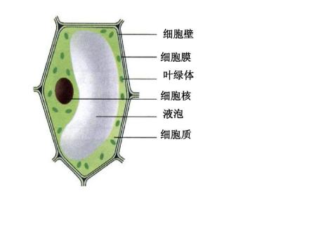 液泡_百度百科