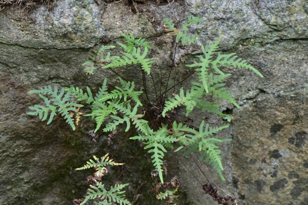  p>陕西粉背蕨(学名: i>aleuritopteris argentea /i> var.