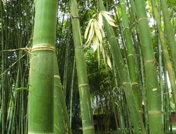 现在种植龙竹 正是好时光！_百科TA说