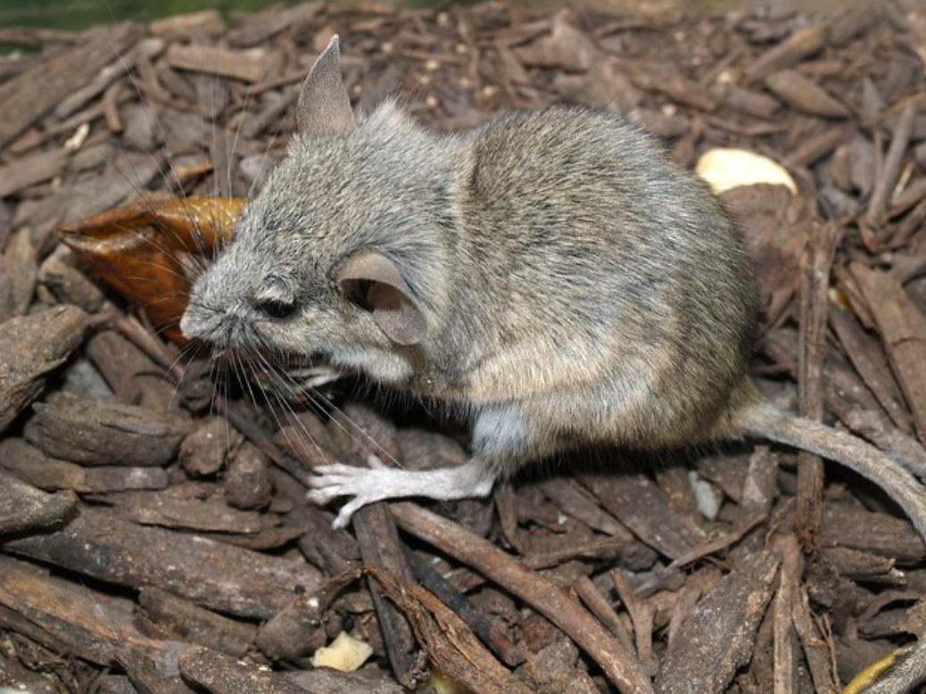  p>荒漠鹿鼠(学名: i>peromyscus eremicus /i>):是哺乳纲,鼠科的啮齿