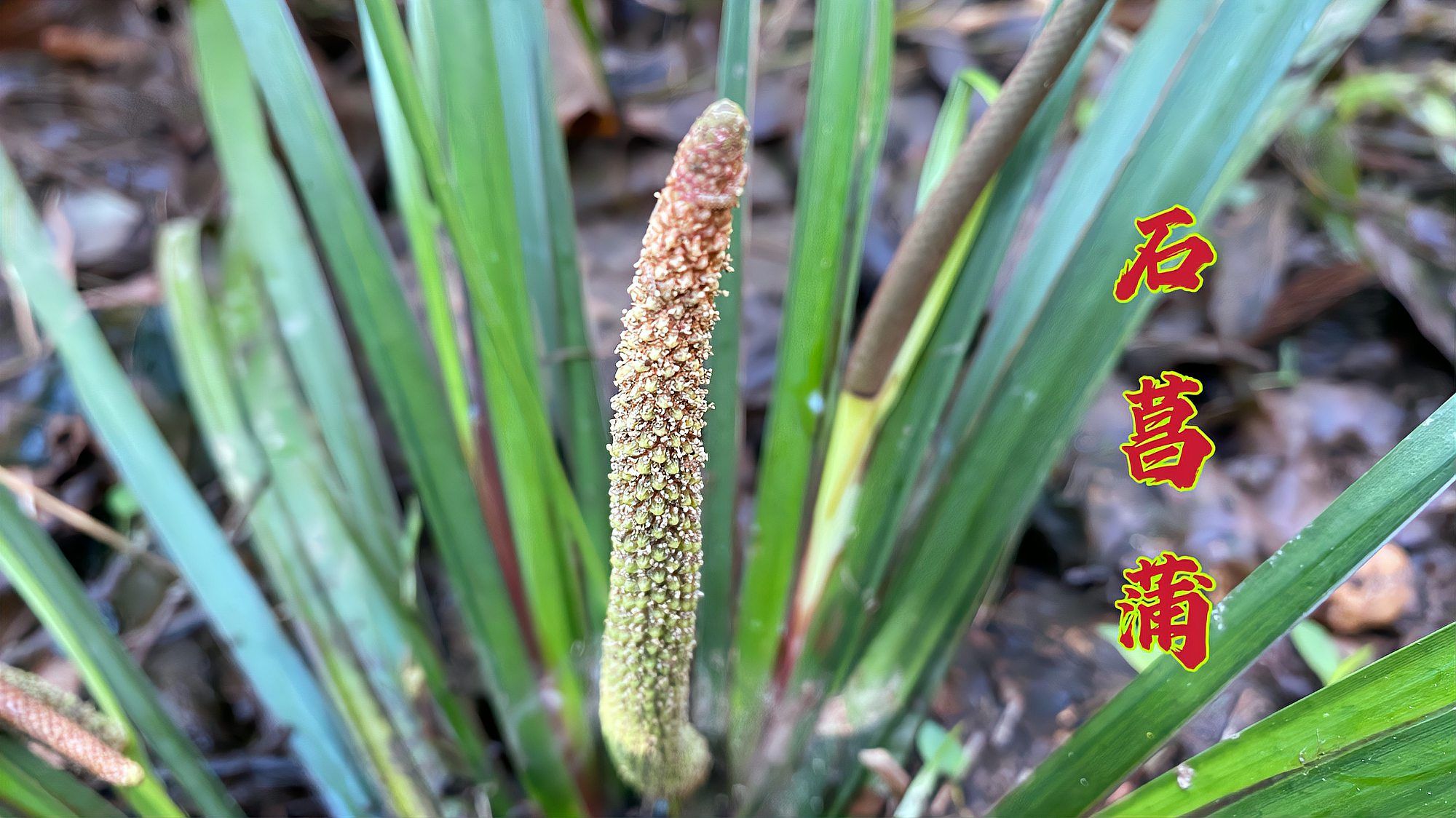 石菖蒲 天南星科菖蒲属植物 百度百科