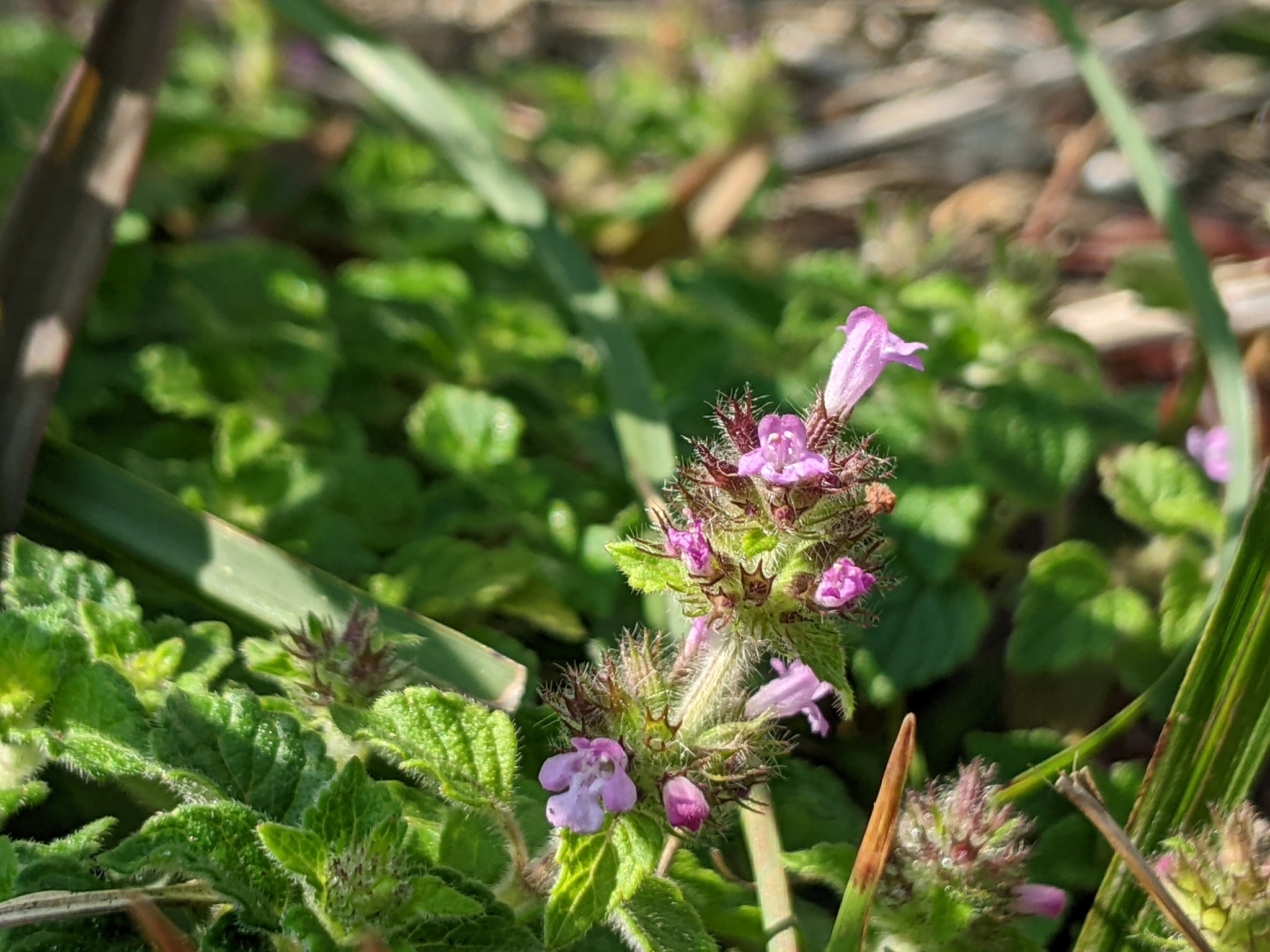 kuntze)是唇形科风轮菜属多年生草本植物,高1米.