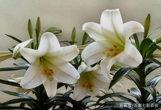 百合花语是什么 送百合花代表什么意思 百科ta说