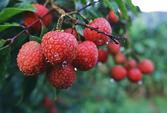  p data-id="txtttavn8wvn">荔枝( i>litchi chinensis /i> sonn.