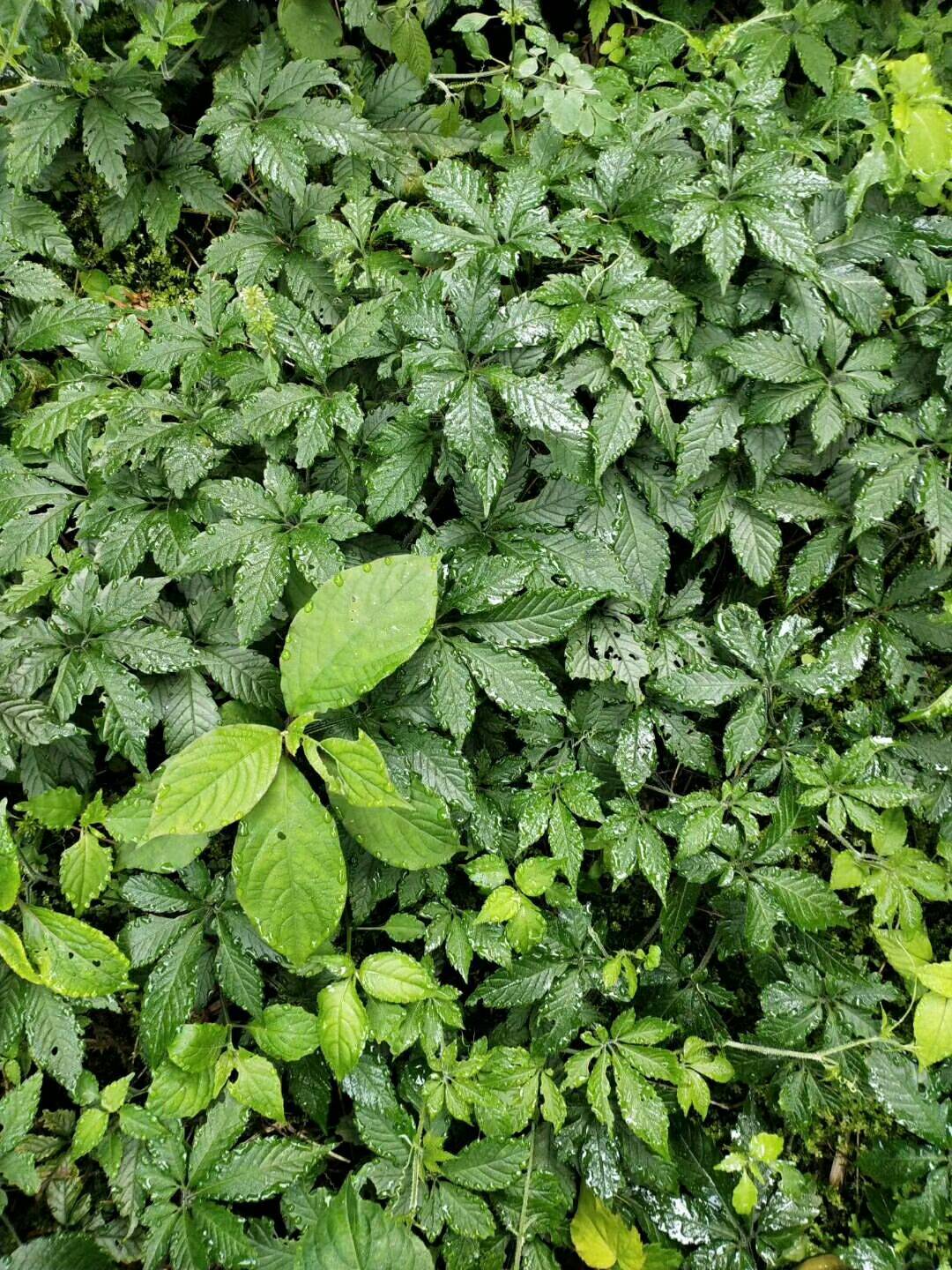 绞股蓝(原变种)