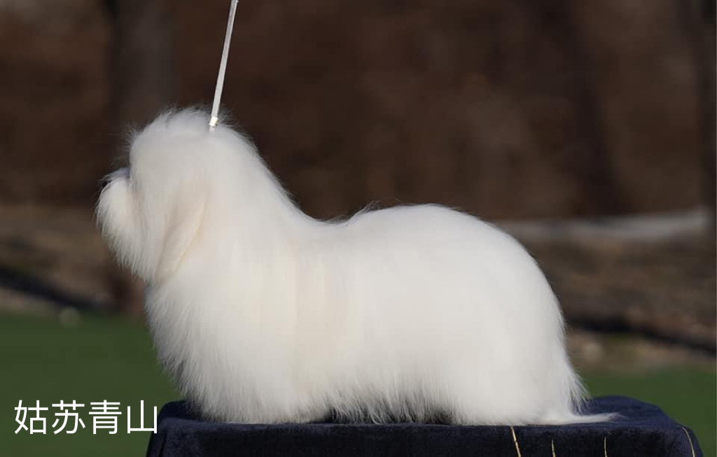 图莱亚尔绒毛犬