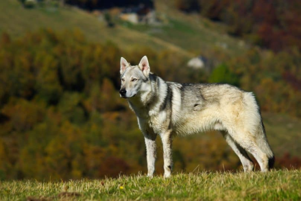 捷克狼犬_百度百科
