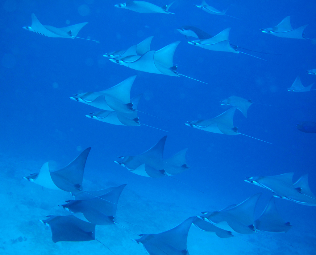  p>无刺蝠鲼, i>mobula diabola  /i>(shaw,1804), a target="_blank"