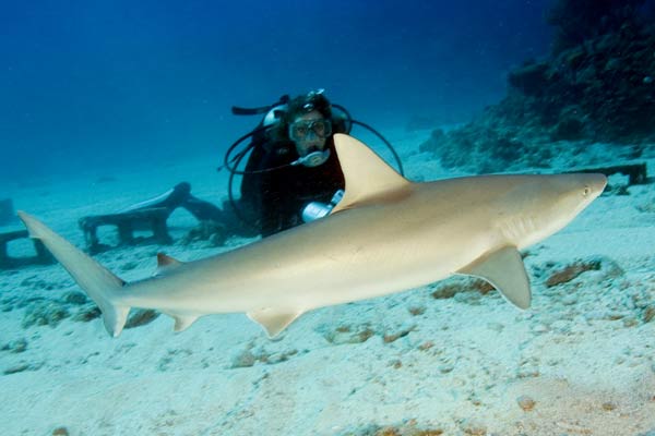 carcharhinus acronotus