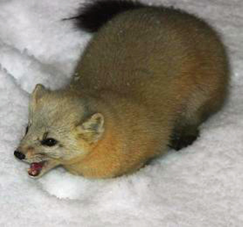  p>黄金貂是 a target="_blank" href="/item