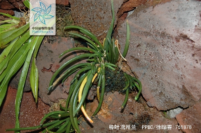  p>棒叶鸢尾兰(学名: i>oberonia myosurus /i>  (forst. f.) lindl.