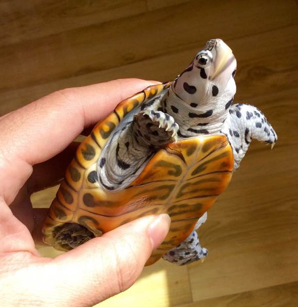  p>钻纹龟(学名: i>malaclemys terrapin /i>)是龟科,钻纹龟属动物.