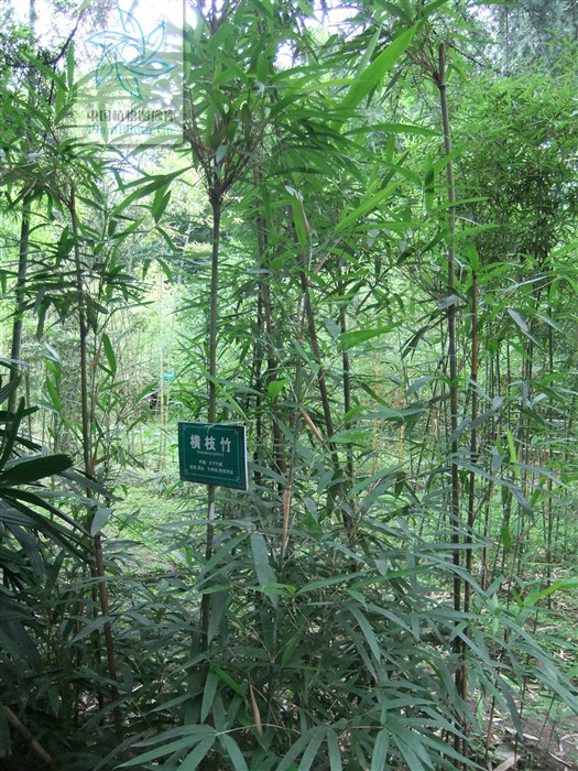  p> a target="_blank" href="/item/横枝竹/2593857" data-lemmaid="