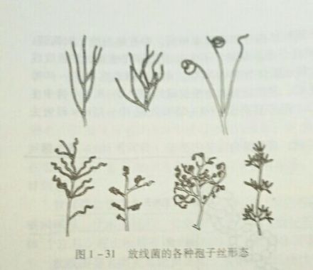 细菌孢子_百度百科