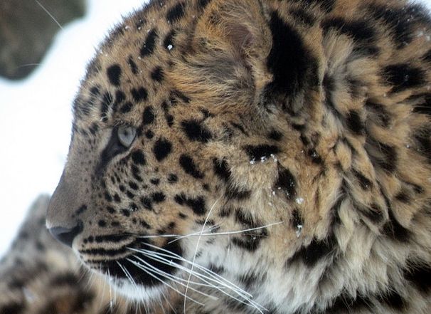 panthera pardus orientalis