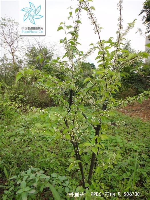  p>秤星树(拉丁学名: i>ilex asprella  /i>(hook. et arn.) champ.