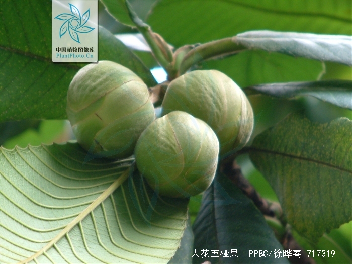 是五桠果科五桠果属植物,常绿乔木,嫩枝粗壮,有褐色绒毛;老枝秃净干 