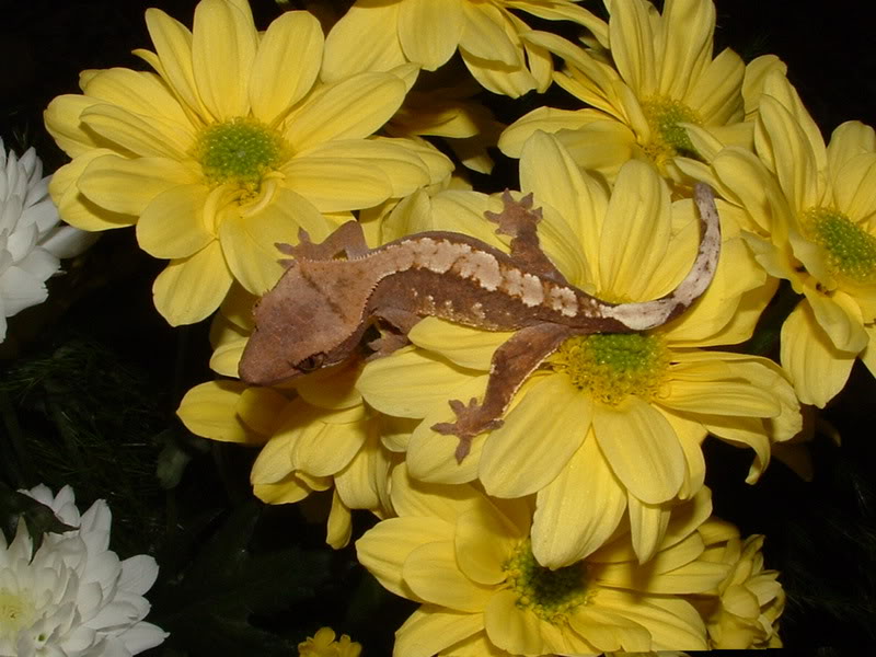  p>睫角守宫(学名: i>correlophus ciliatus /i>):是蜥蜴目,壁虎科