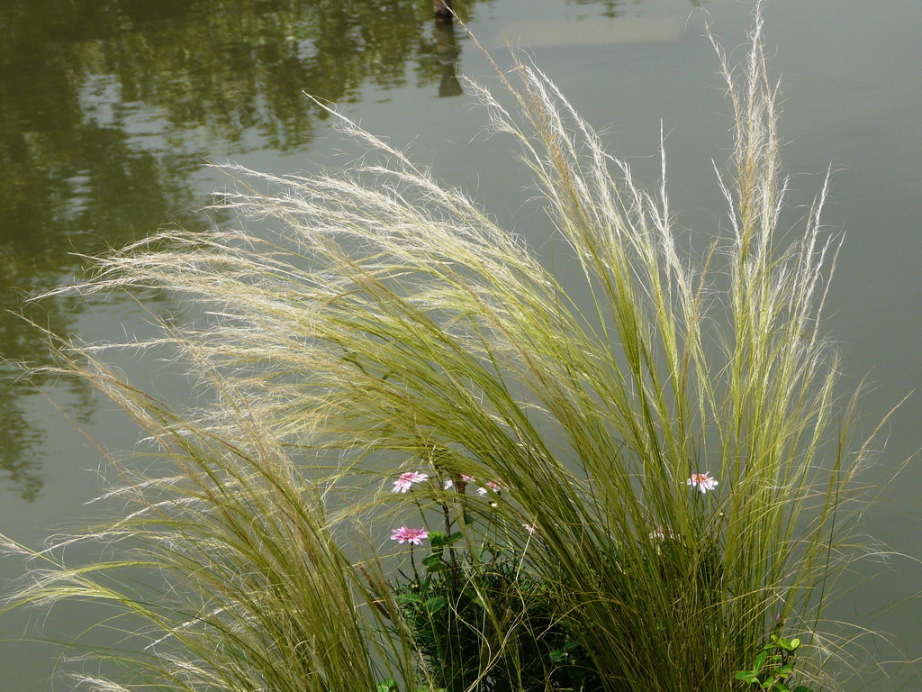 是禾本科,针茅属多年生密丛 a href="#" data-lemmaid="541696">草本