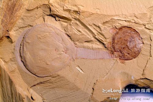 href="#">化石群 /a>位于澄江县城以东5公里的帽天山,这一化石群的