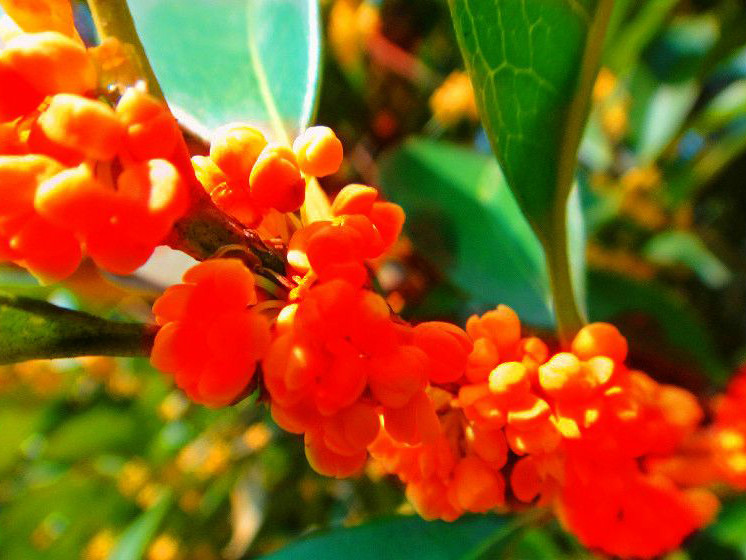  p>状元红(学名: i>osmanthus fragrans /i> 'zhuang yuan