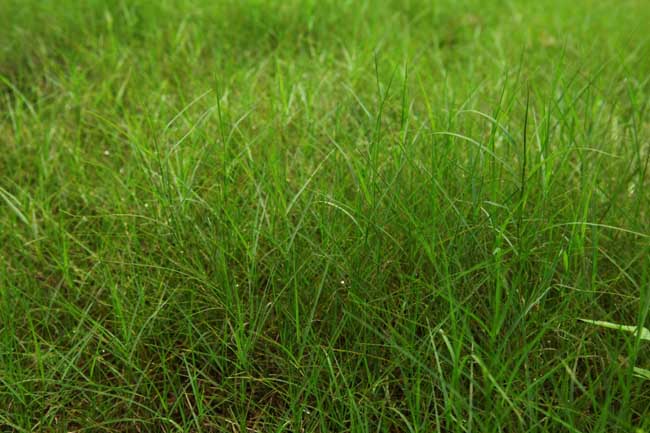  p>百喜草(学名: i>paspalum notatum /i> flugge)是禾本科,雀稗属