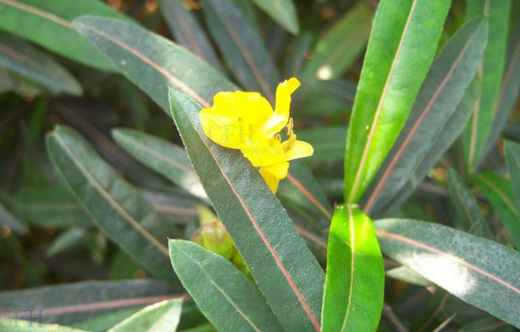  p>黄花假杜鹃(学名:barleria prionitis linn.