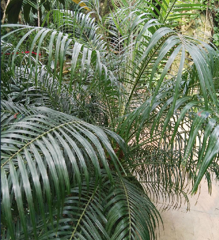 >江边刺葵( i>phoenix roebelenii /i> obrien)是棕榈科刺葵属的植物