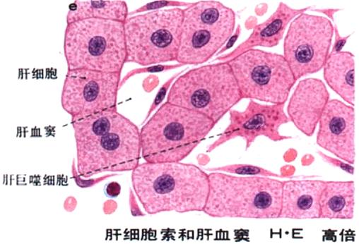 肝细胞导向渗透