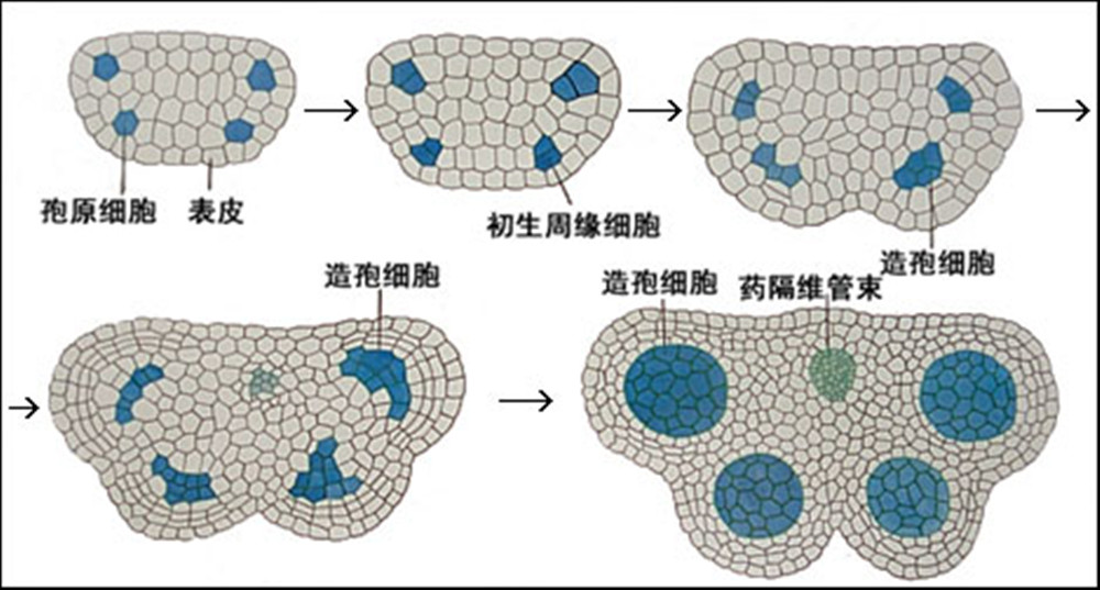 p data-id="gnwtnztyzg">绒毡层,tapetum亦称为绒毡组织,是 a target