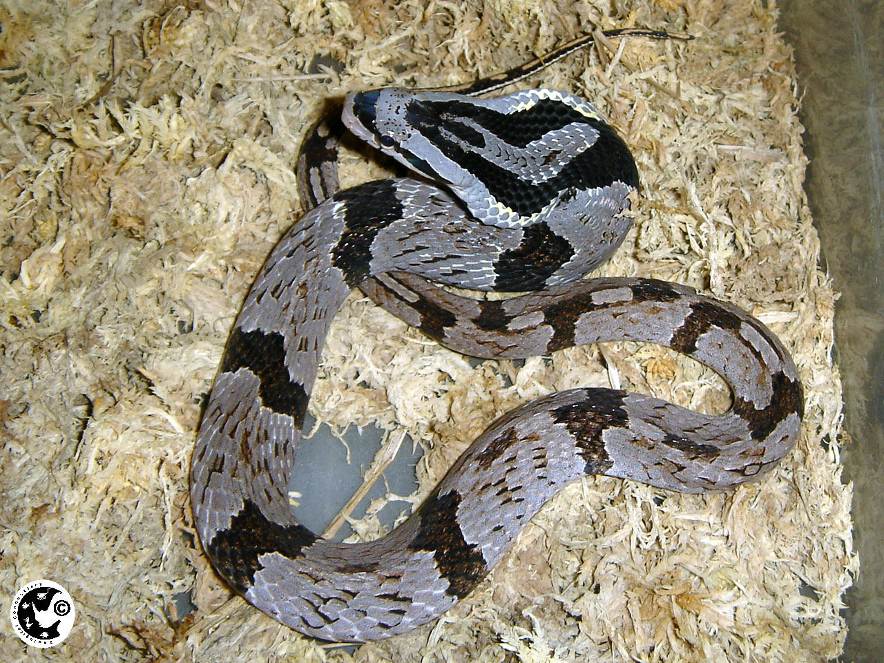 学名:pseudoxenodon macrops)为游蛇科斜鳞蛇属的爬行动物,俗名气扁蛇