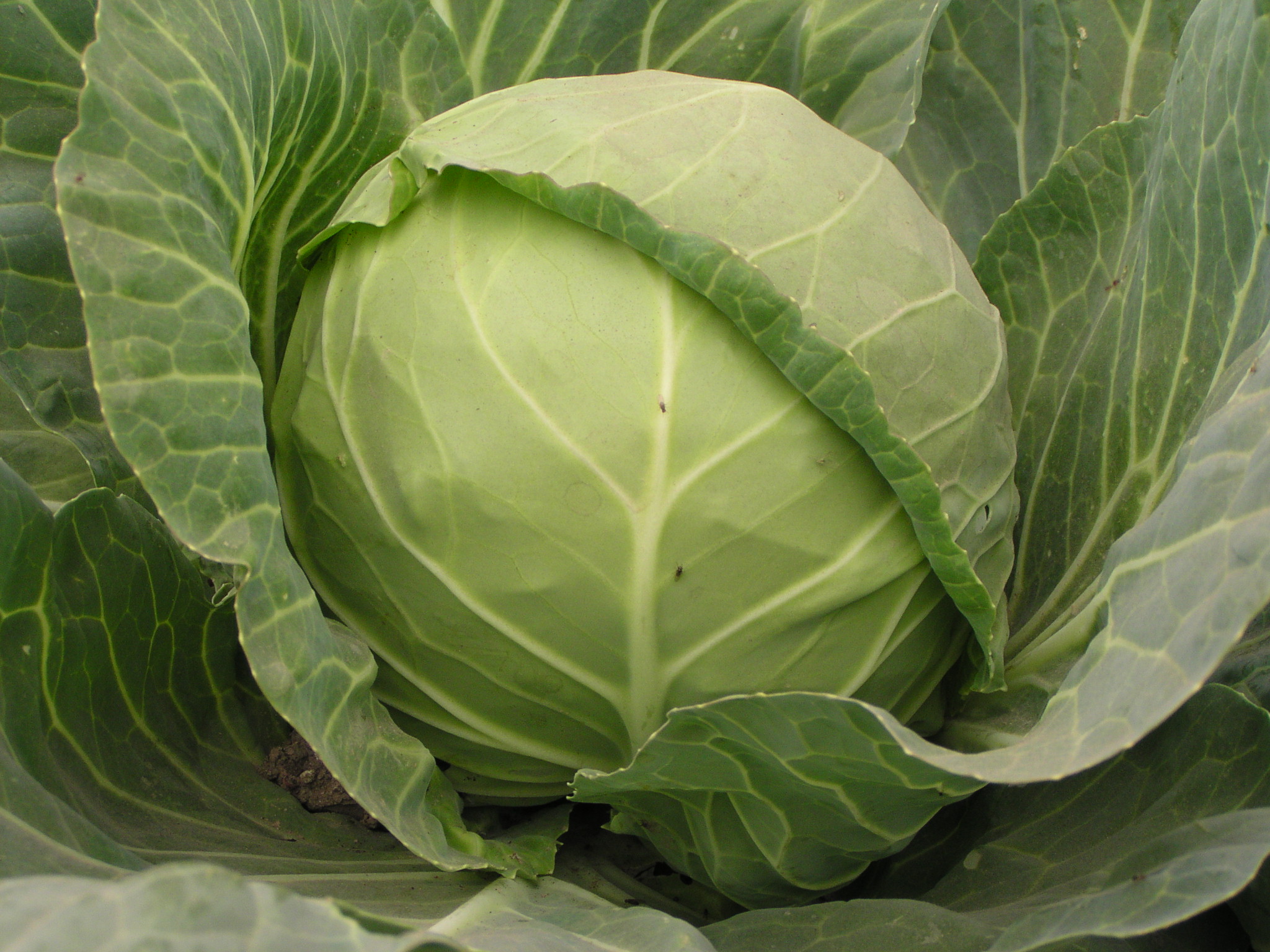  p>甘蓝( i>brassica oleracea  /i>l.